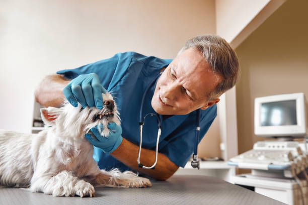 Best Emergency Root Canal Treatment in Nipomo, CA